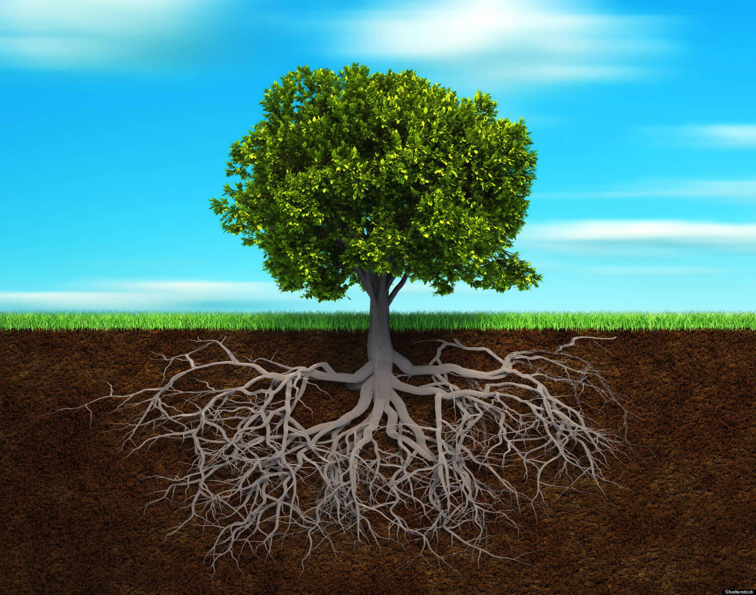 Your Root System - Connected to One Another